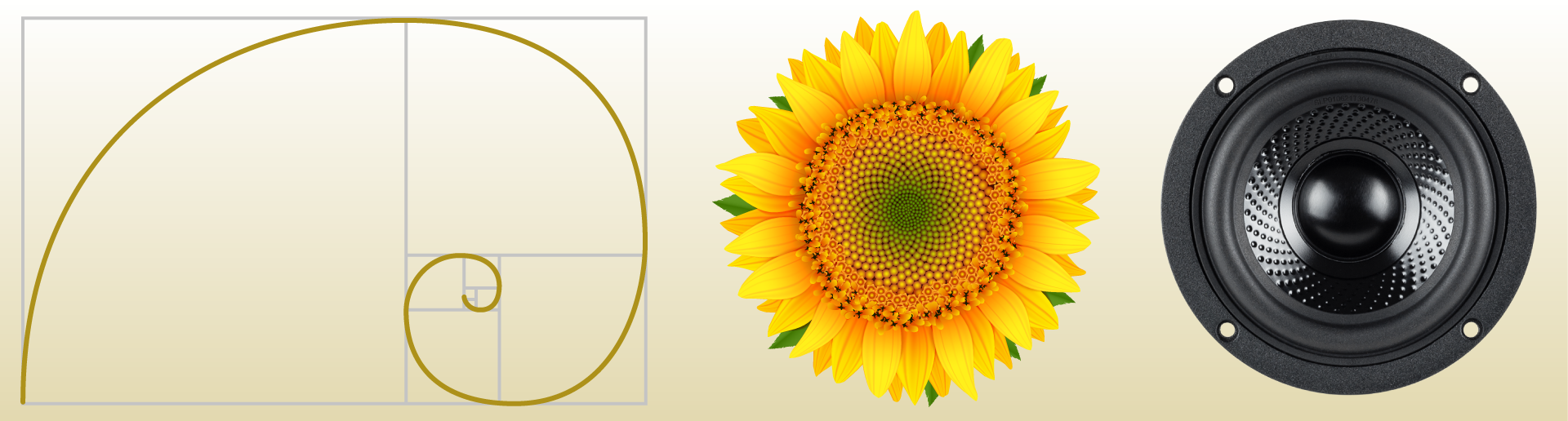 Sunflower-1.png